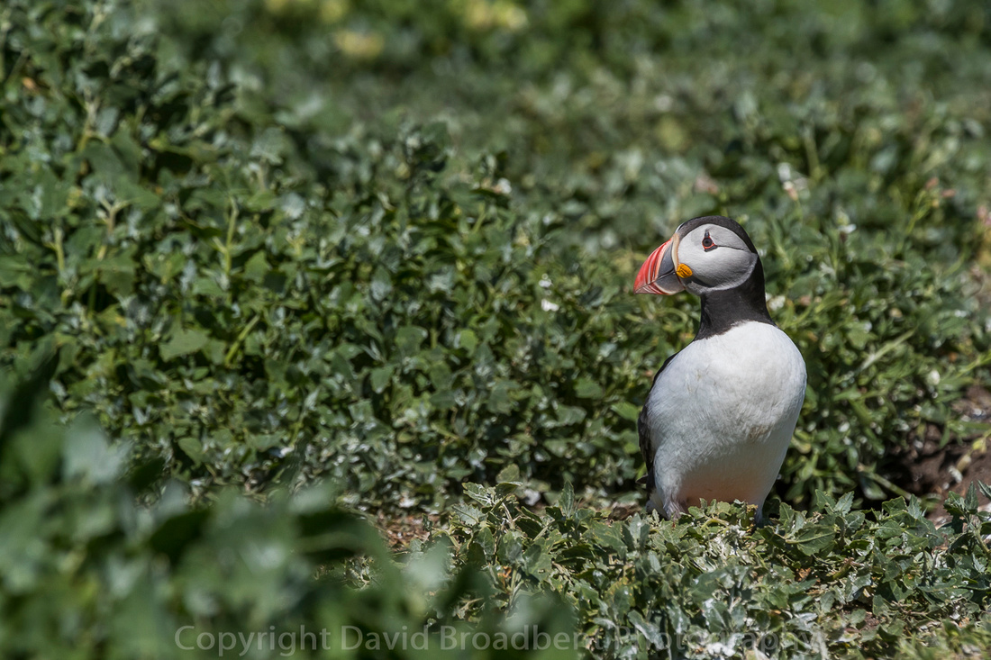 David Broadbent Photography, Farne Islands, copyrighted image, Puffin, 