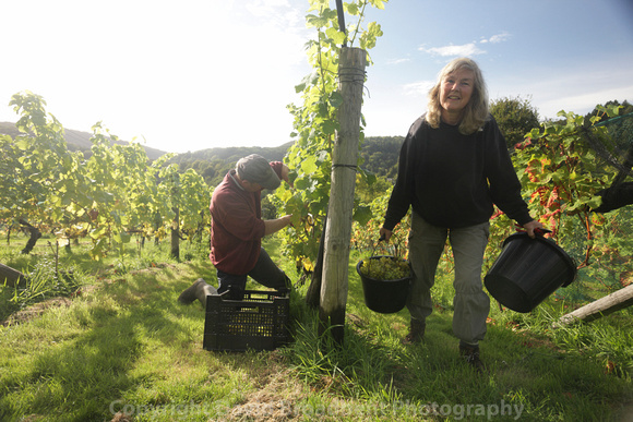 Colin and Judith the vines - Parva Farm Vineyard, Tintern