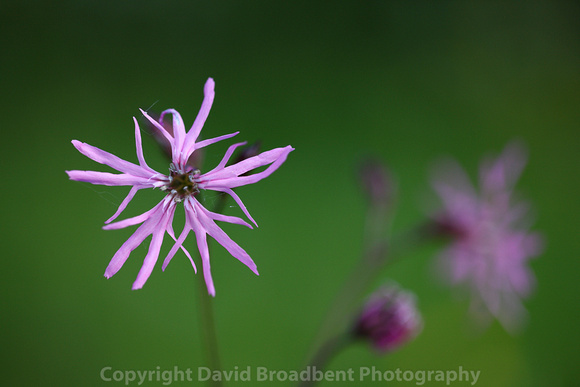 Ragged robin, Rose Cottage Garden diary.